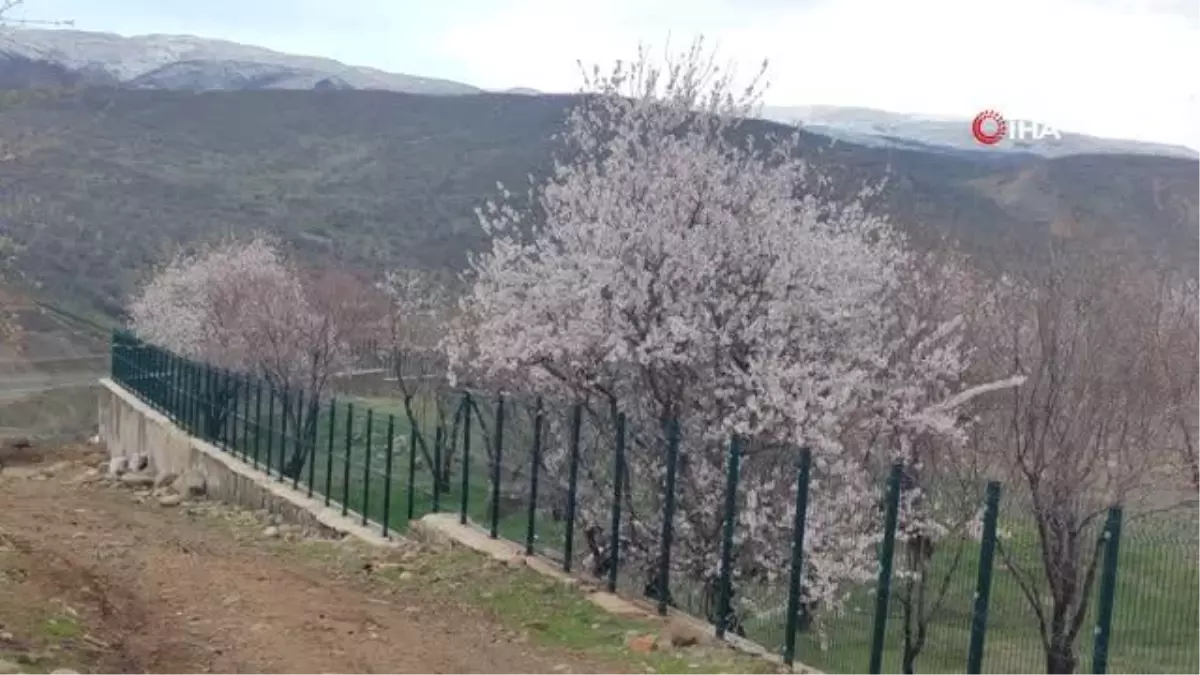 Bingöl'de bir kara kış bir yanda bahar yaşanıyor