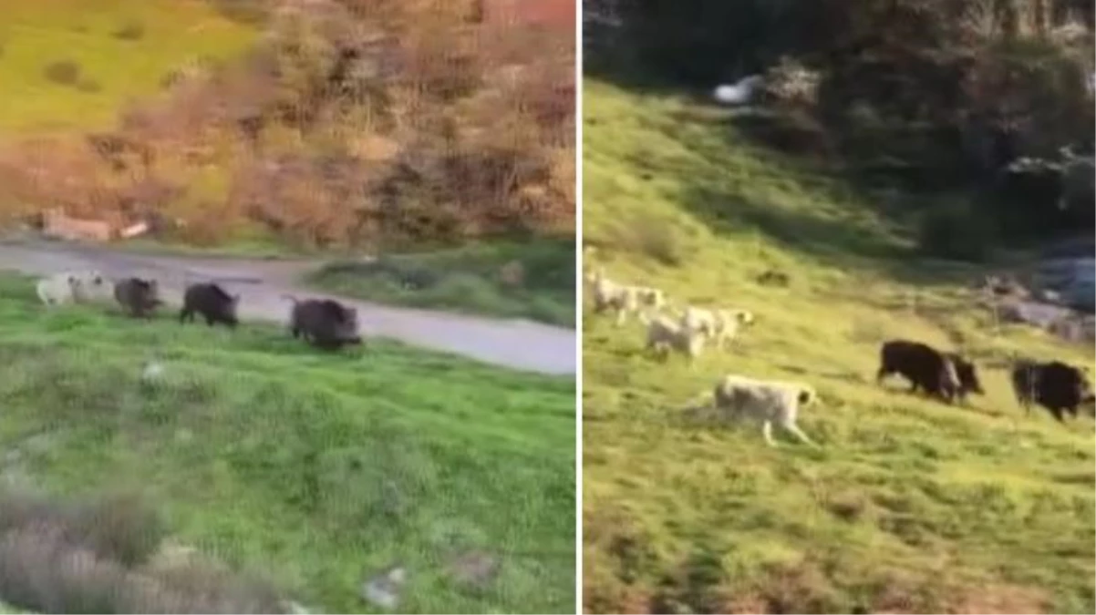 Şehre inen yaban domuzlarını, sokak köpekleri püskürttü! O anlar cep telefonuyla saniye saniye kaydedildi