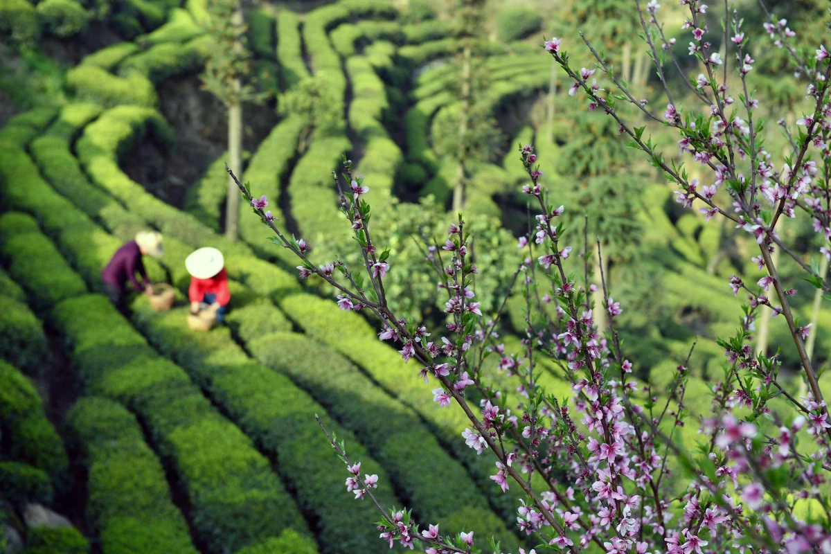 Çin\'de Çay Hasadı Qingming Festivali Öncesi Tüm Hızıyla Devam Ediyor
