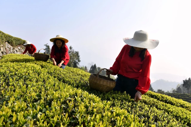 Çin'de Çay Hasadı Qingming Festivali Öncesi Tüm Hızıyla Devam Ediyor