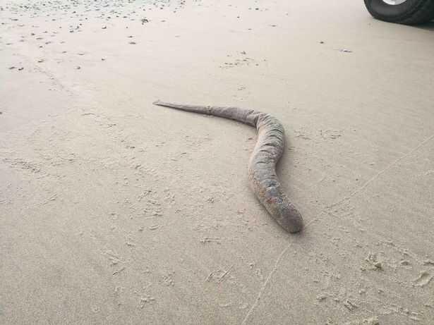 Kan emici vampir balık, 6 yıl sonra Hollanda kıyılarında yeniden görüldü