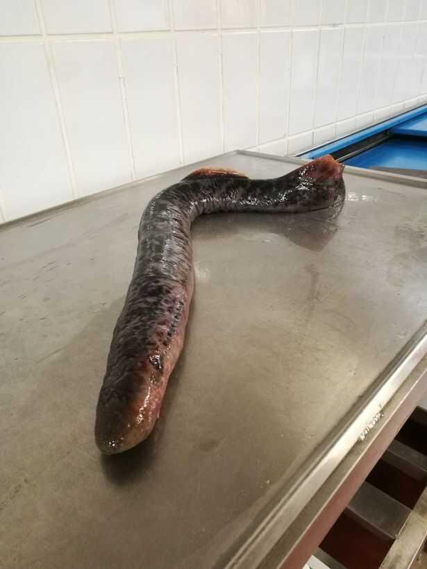 Kan emici vampir balık, 6 yıl sonra Hollanda kıyılarında yeniden görüldü