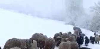 Tipi ve kara yakalanan sürü güçlükle köye ulaştırıldı