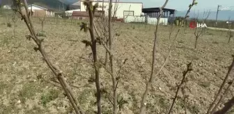 Zirai donun vurduğu ilçede meyveye ulaşmak hayal oldu