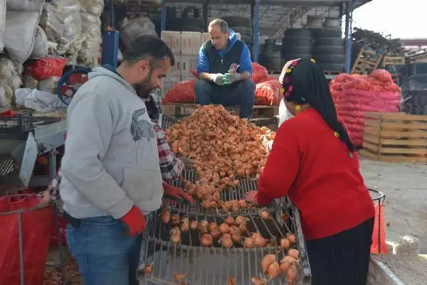Marketlerde 25 TL'ye satılan soğan tarlada 17-18 liradan alıcı buluyor