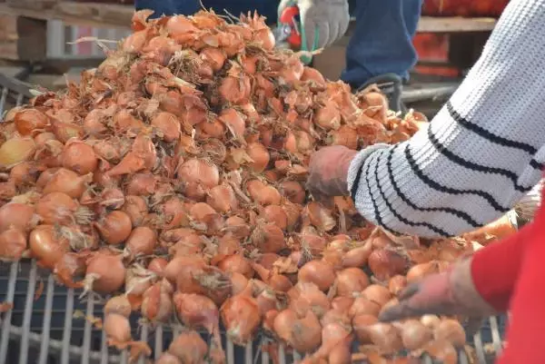 Marketlerde 25 TL'ye satılan soğan tarlada 17-18 liradan alıcı buluyor