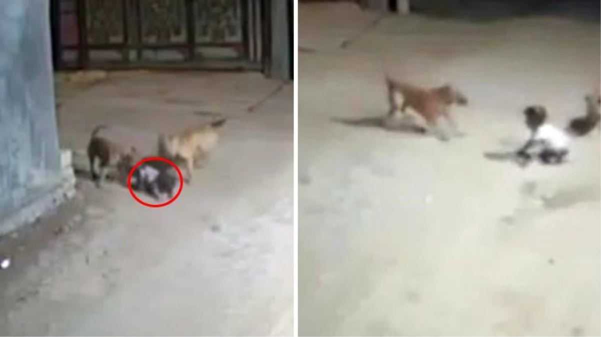 Irak\'ta başıboş köpekler bebeğe saldırdı! Anbean kamerada