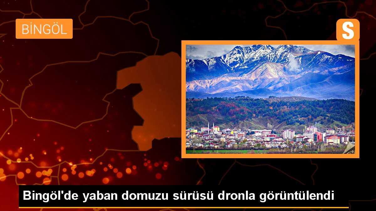 Bingöl\'de yaban domuzu sürüsü dronla görüntülendi