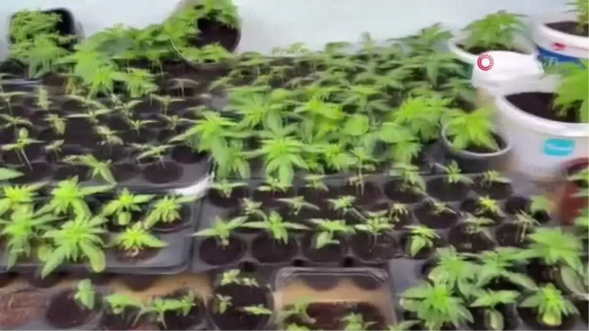 İstanbul\'dan gelen 3 kilogram bonzai şehre girmeden yakalandı