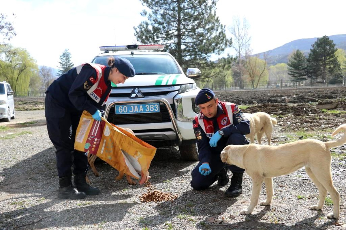 Tokat\'ta jandarma ve çocuklar sahipsiz hayvanları besledi