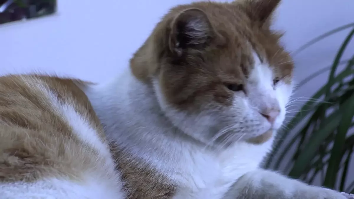 Konak\'ta Can Dostlar İçin Aşı Mesaisi