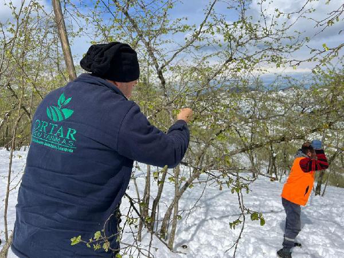 Ordu\'da kar ve soğuk hava sonrası fındıkta zarar tespiti