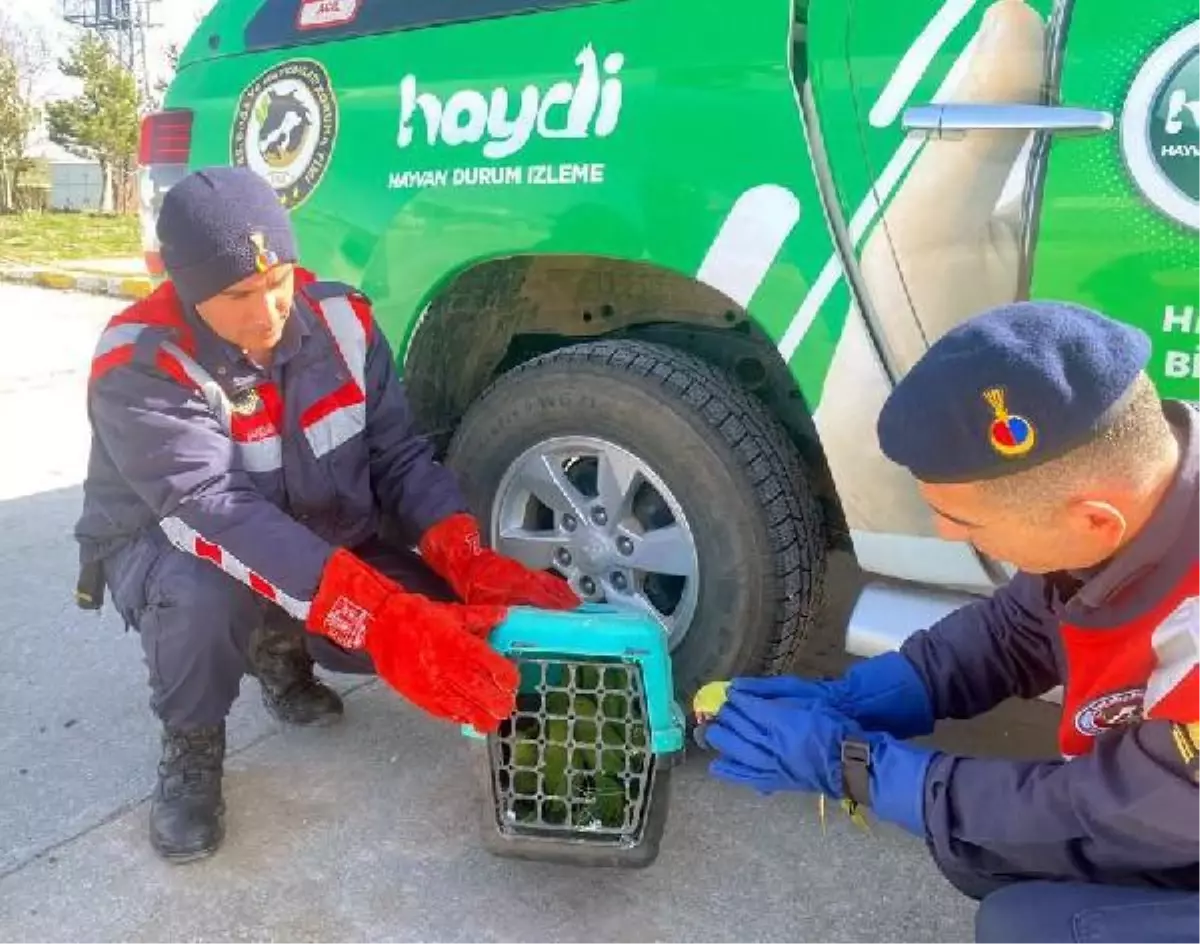 Otobüsün bagajında 9 papağan ele geçirildi; 2 kişiye 52 bin 780 TL ceza kesildi