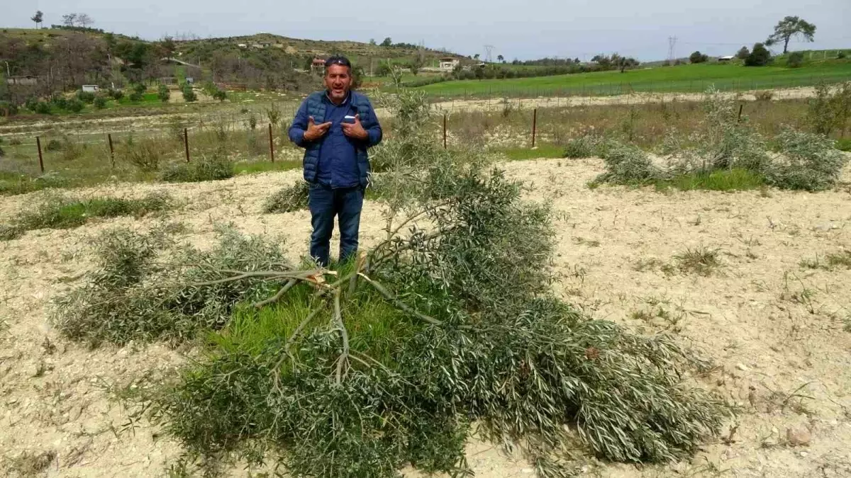 3 dönüm üzerinde bulunan 95 adet zeytin ağacını kesip katlettiler