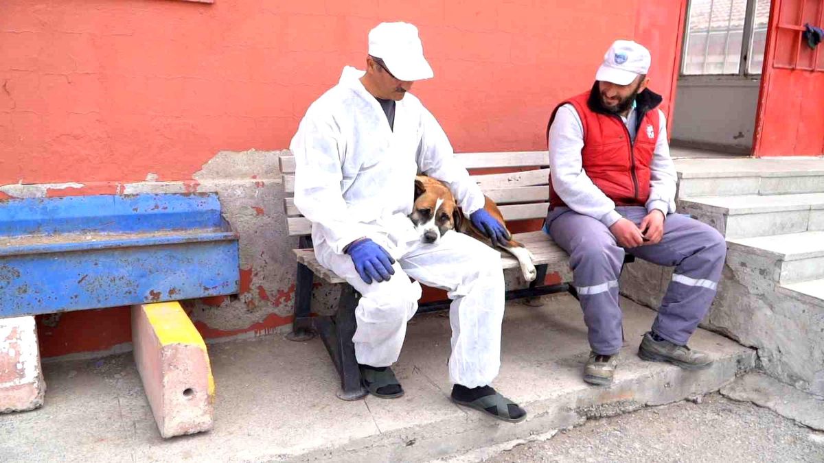 Deprem bölgelerinden getirilen köpeklere Kayseri\'de bakılıyor