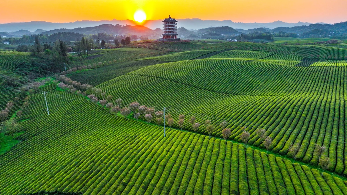 Çin\'in Guizhou Eyaletinde Çay Hasadı Başladı