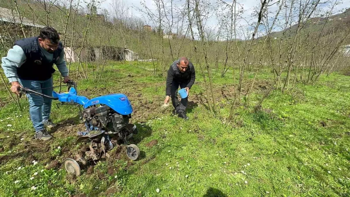 Fındıkta bilinçli gübre kullanımı verimi ikiye katladı