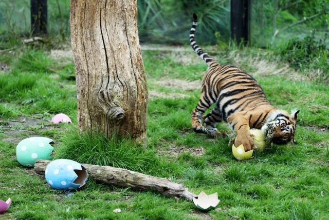 Londra Hayvanat Bahçesi'nde Hayvanlara Paskalya Sürprizi