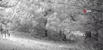 Manisa'daki fotokapan görüntüleri belgeselleri aratmadı