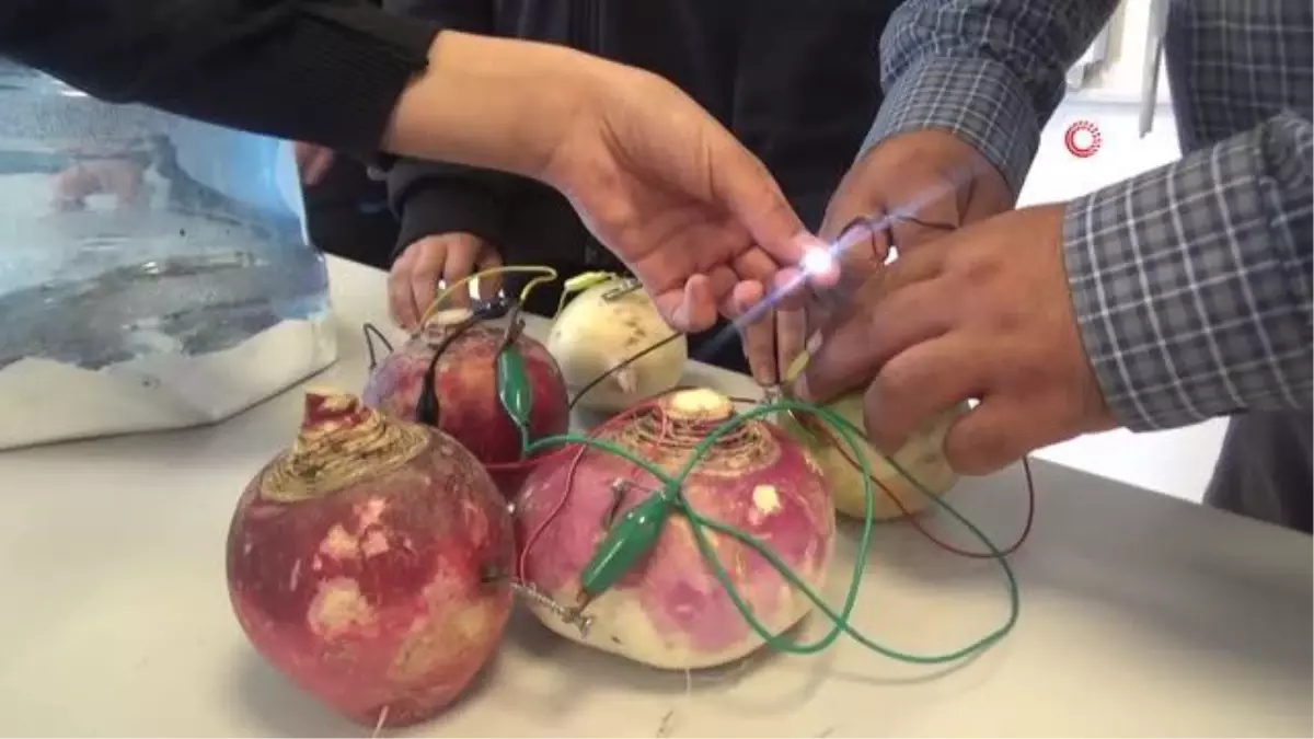 Ortaokul öğrencileri, turptan elektrik üretti