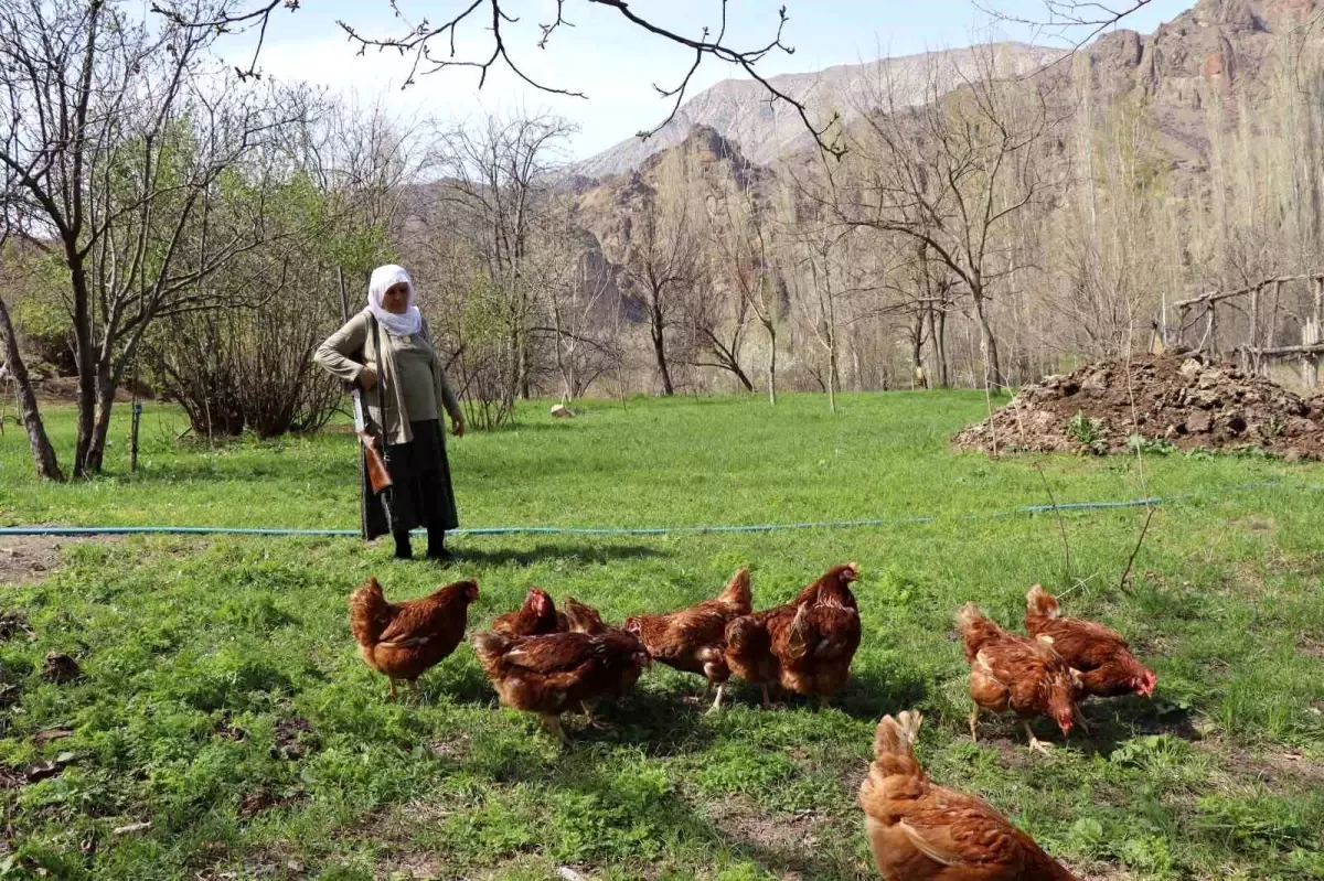 68 yaşındaki Gülistan teyze, omzunda tüfekle tavuk nöbeti tutuyor