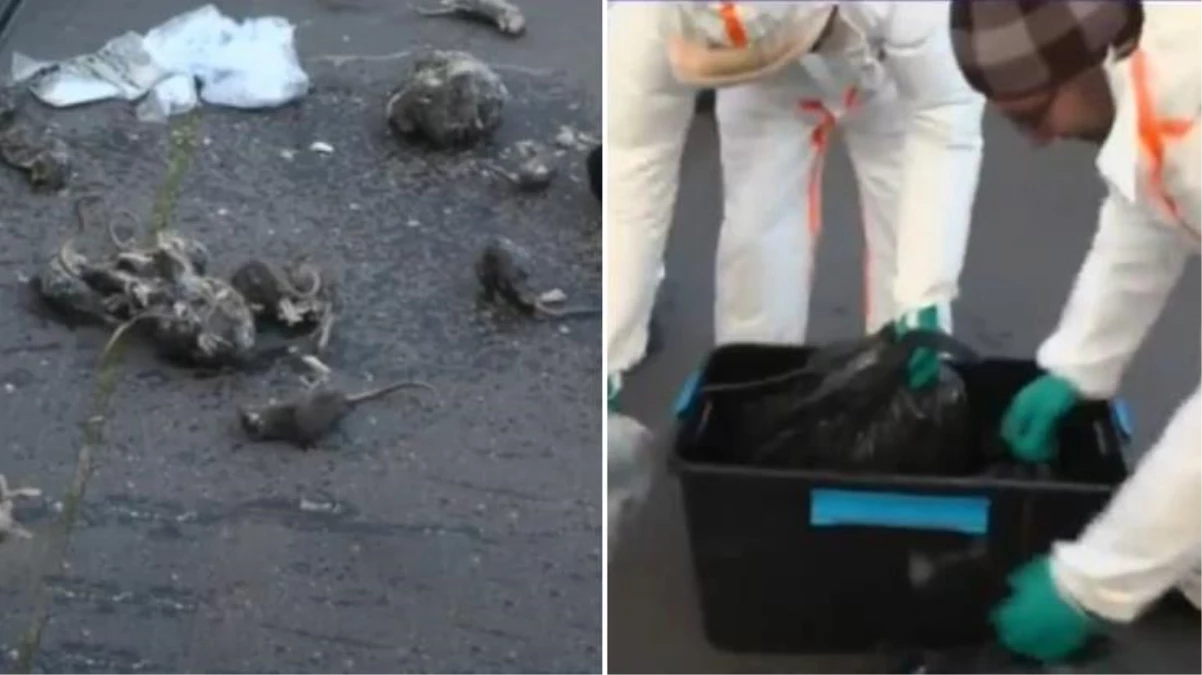 Paris\'te grevdeki kanalizasyon çalışanları, belediyenin önüne fare ölüleri yığdı