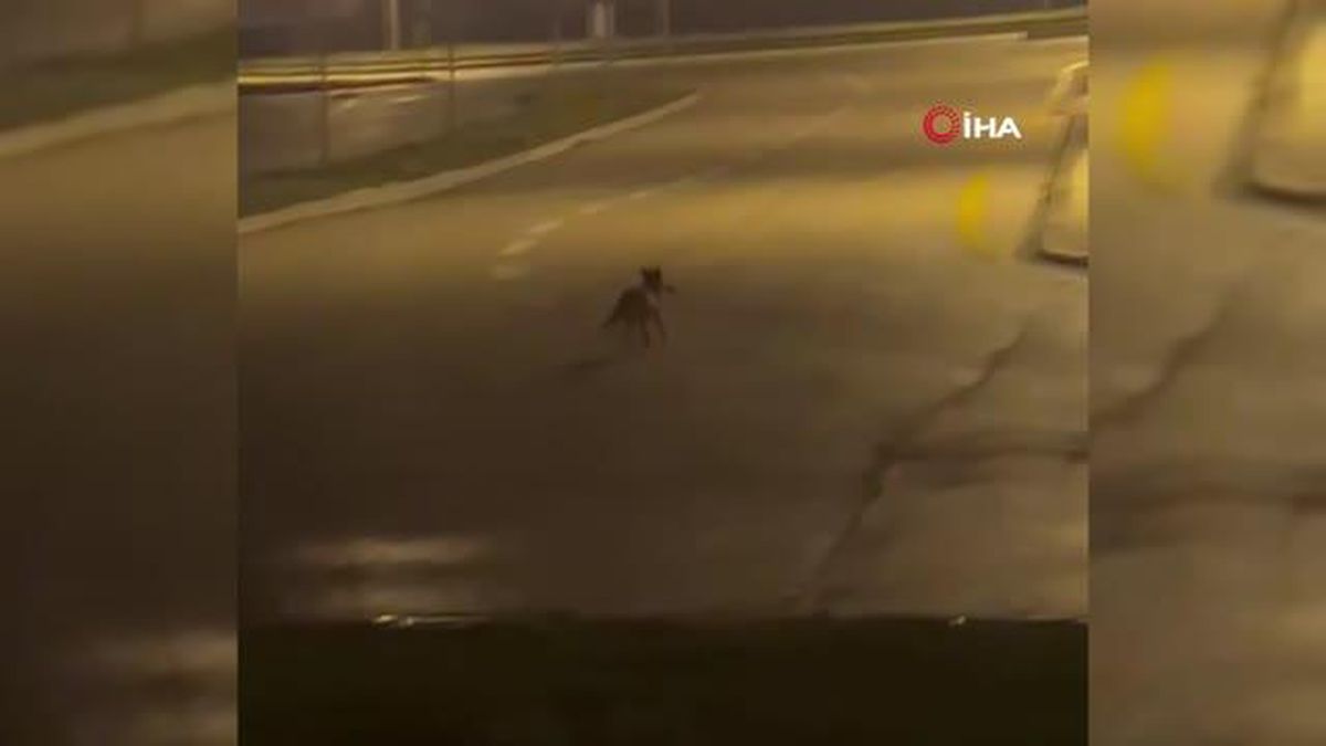 Aç kalan tilki Bolu sokaklarına indi