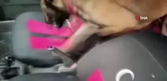 Saksıda uyuşturucu narkotik köpeğine yakalandı