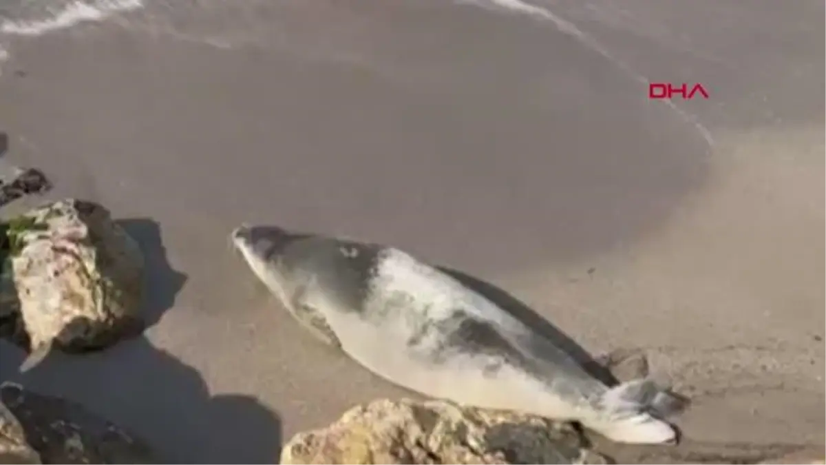 AKDENİZ FOKLARI KORUMA ALTINDA