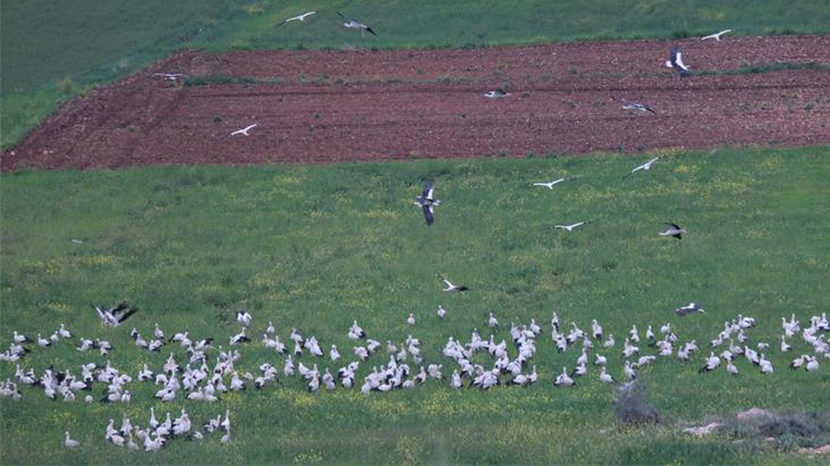 İskenderun'a gelen leylek sürüsü ilk kez konaklama yaparken görüntülendi! Uzmanlar durumu depremlere bağladı