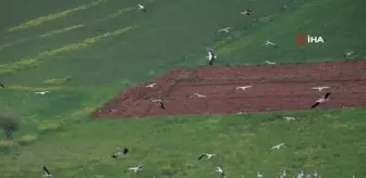 İskenderun'a gelen leylek sürüsü ilk kez konaklama yaparken görüntülendi