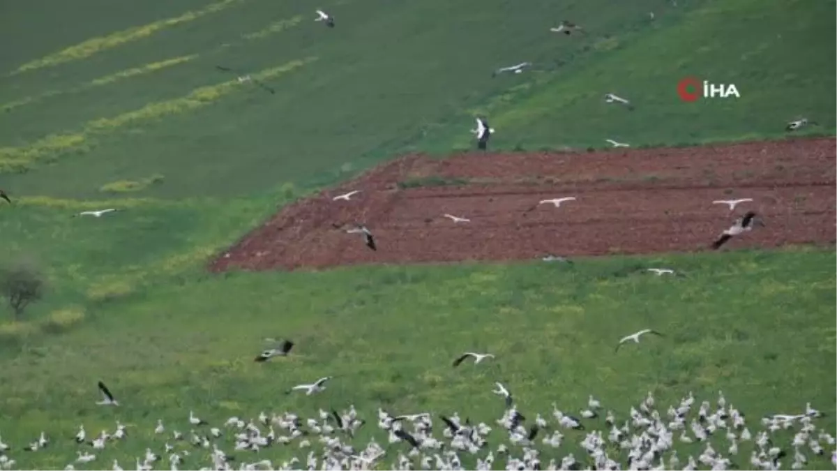İskenderun'a gelen leylek sürüsü ilk kez konaklama yaparken görüntülendi