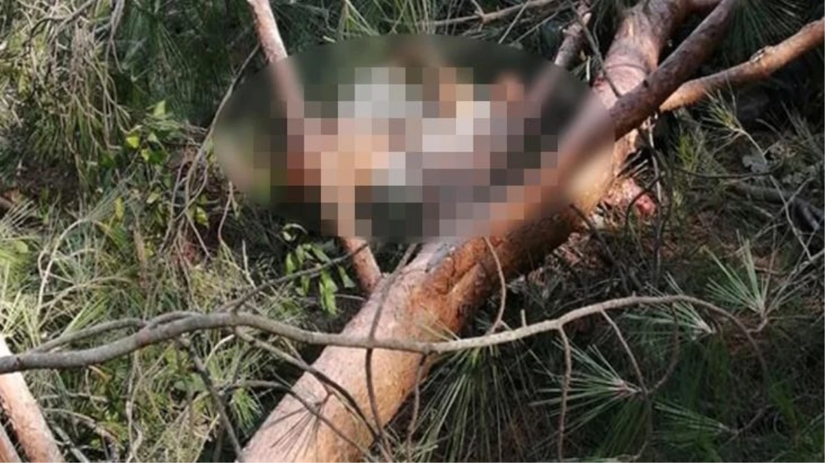 Meksika\'da turizm tesisinde devrilen ağaç 11 aylık bebeği hayattan kopardı: 12 yaralı var