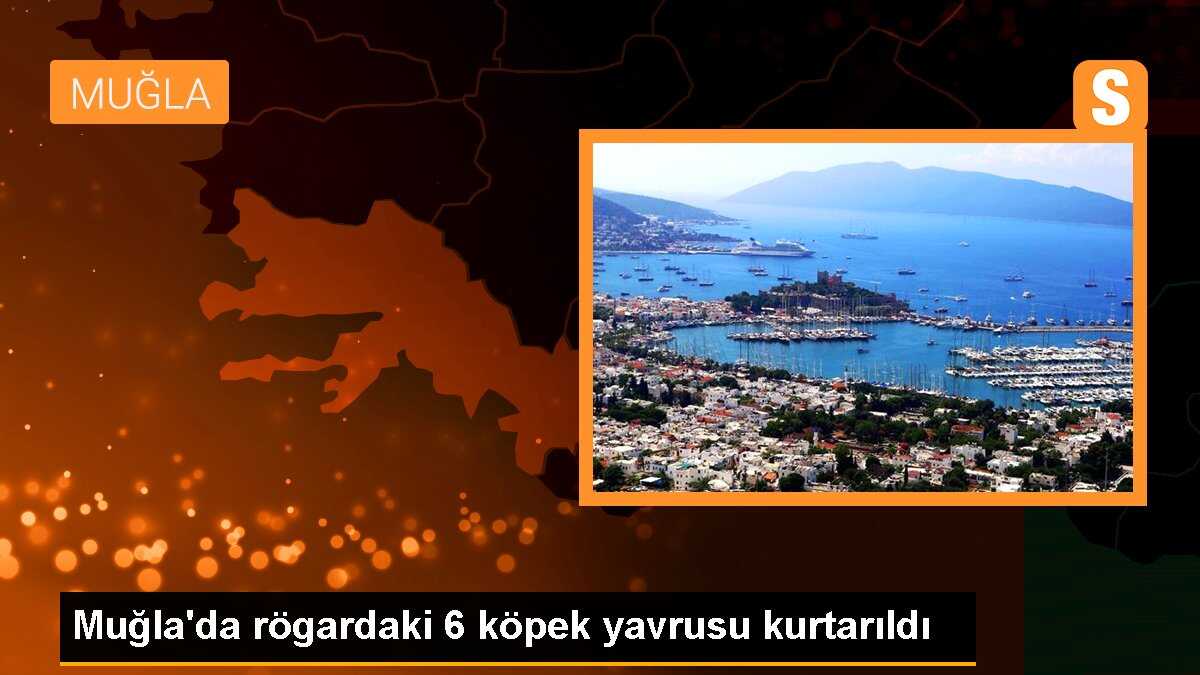 Muğla\'da rögardaki 6 köpek yavrusu kurtarıldı