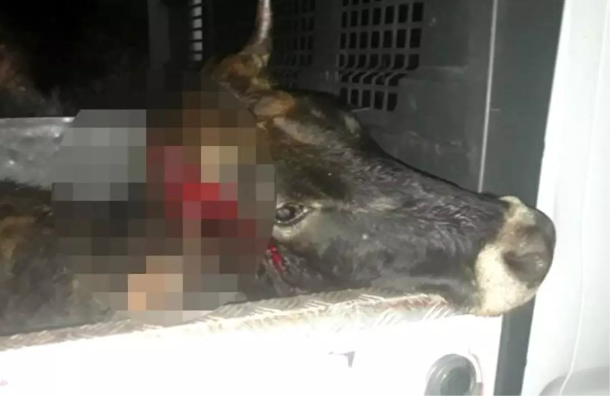 Silahla vurdukları hayvanı çalmaya çalıştılar