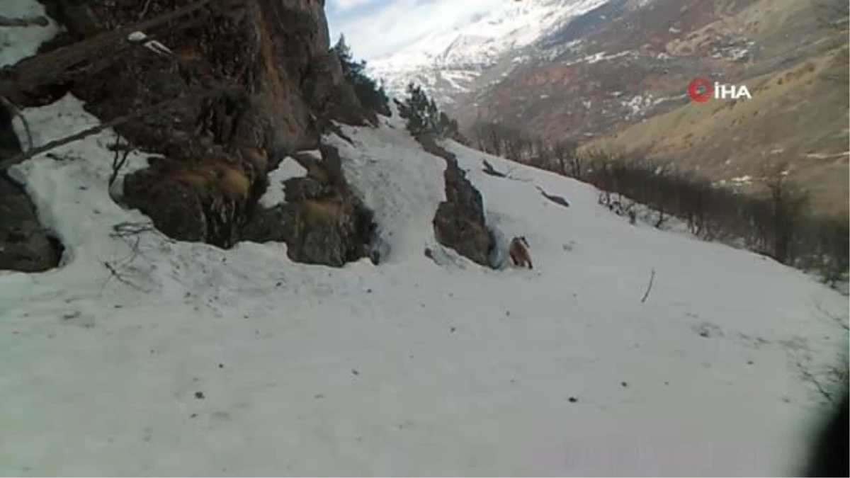 Tunceli\'nin yaban hayatı fotokapan ile görüntülendi