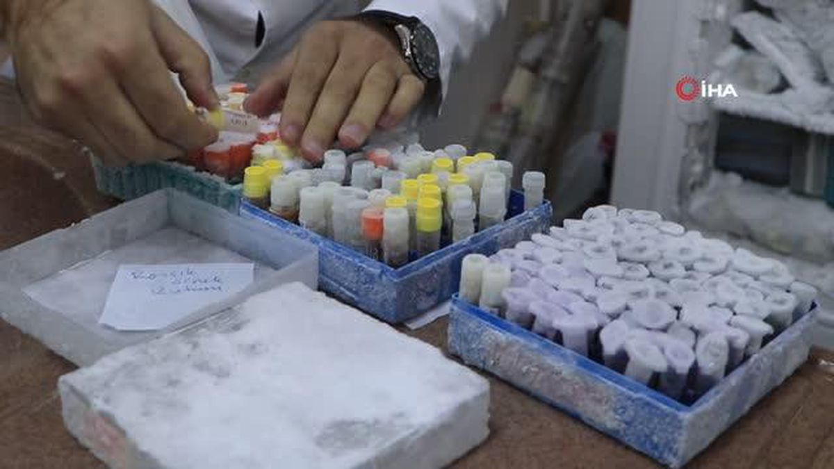 Türkiye için çok önemli bir mantar koleksiyonu: 25 yılda doğadan toplandı