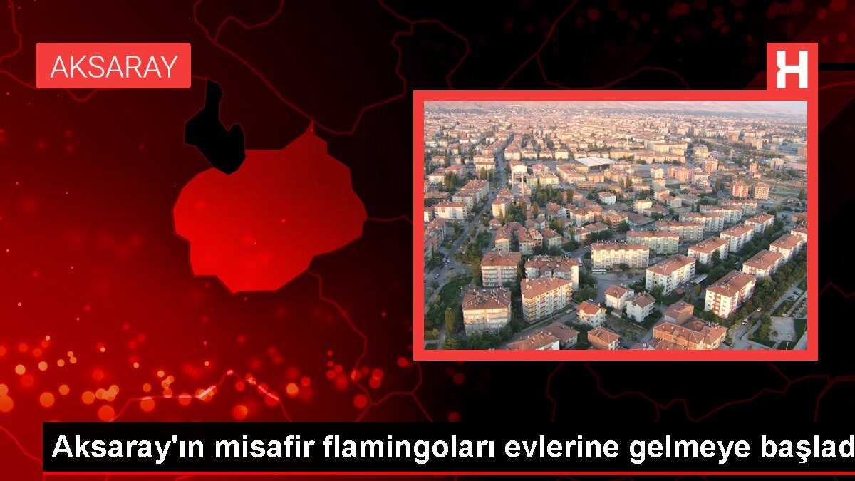 Aksaray'ın misafir flamingoları evlerine gelmeye başladı