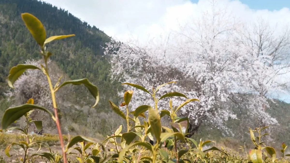 Çay Sektörü Çin\'in Tibet Bölgesindeki Ücra Köye Refah Getirdi