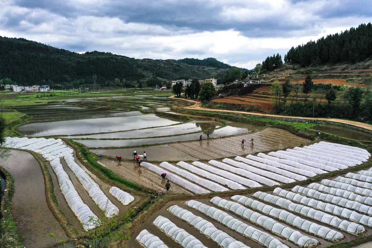 Çin\'in 47 Yıllık Çeltik Tohumu Üretim Üssü: Cengong