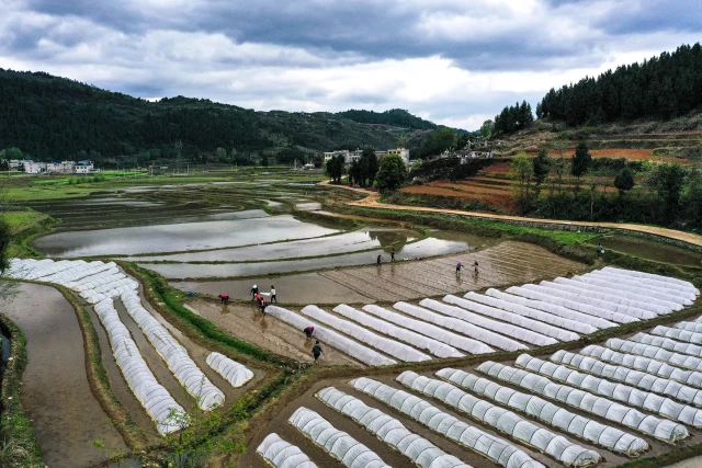 Çin'in 47 Yıllık Çeltik Tohumu Üretim Üssü: Cengong