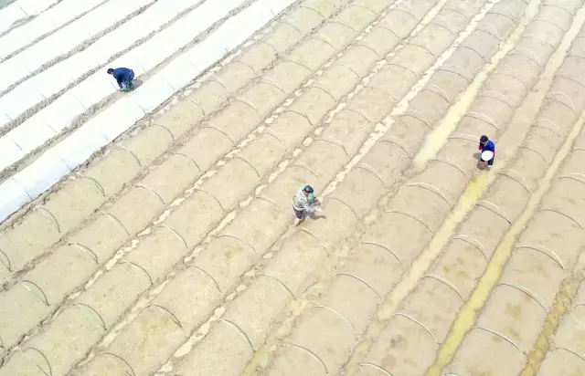 Çin'in 47 Yıllık Çeltik Tohumu Üretim Üssü: Cengong