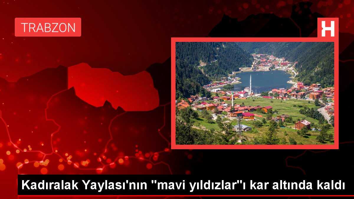 Kadıralak Yaylası'nın 'mavi yıldızlar'ı kar altında kaldı