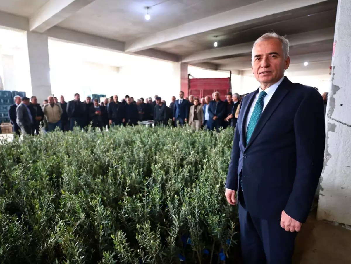 Denizli\'de 40 bin zeytin fidanı toprakla buluşacak