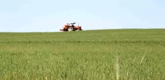 Çukurova'da etkili olan yağışlar verim kaybını azalttı