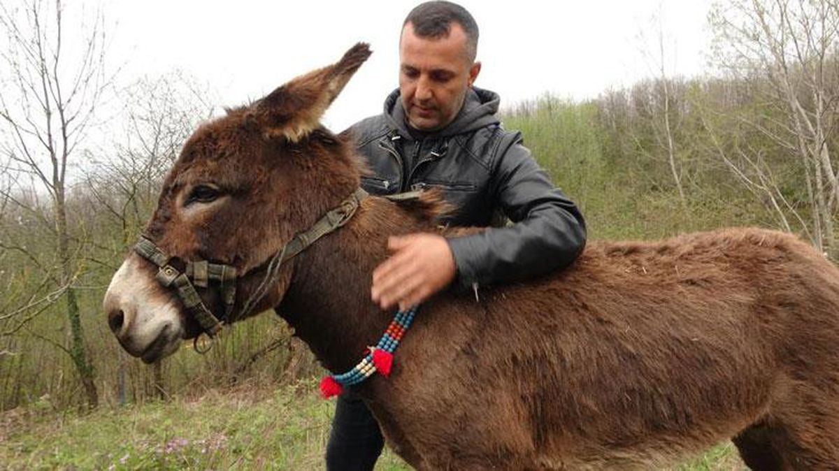 İstanbul'dan 'Satılık eşek' ilanı girildi! Olay kadar istediği fiyat da enteresan