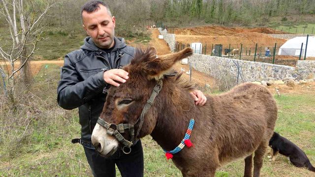 İstanbul'dan satılık eşek ilanı girildi! Olay kadar istediği fiyat da enteresan
