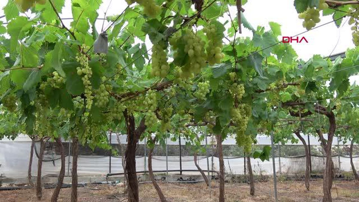 TURFANDA ÜZÜM HASADI ÖRTÜ ALTINDA BAŞLADI; İÇ PİYASAYA 500, DIŞ PİYASAYA BİN TL