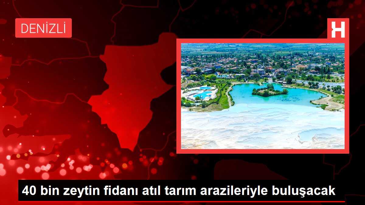 40 bin zeytin fidanı atıl tarım arazileriyle buluşacak