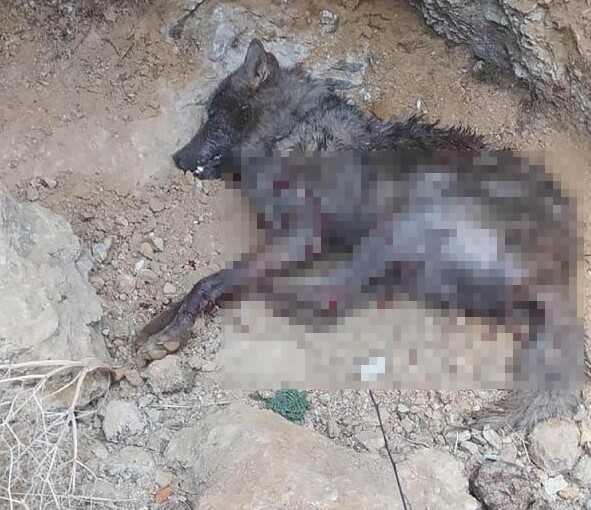 6 çocuk annesi Destegül canını kurtarmak için dakikalarca kurtla boğuştu